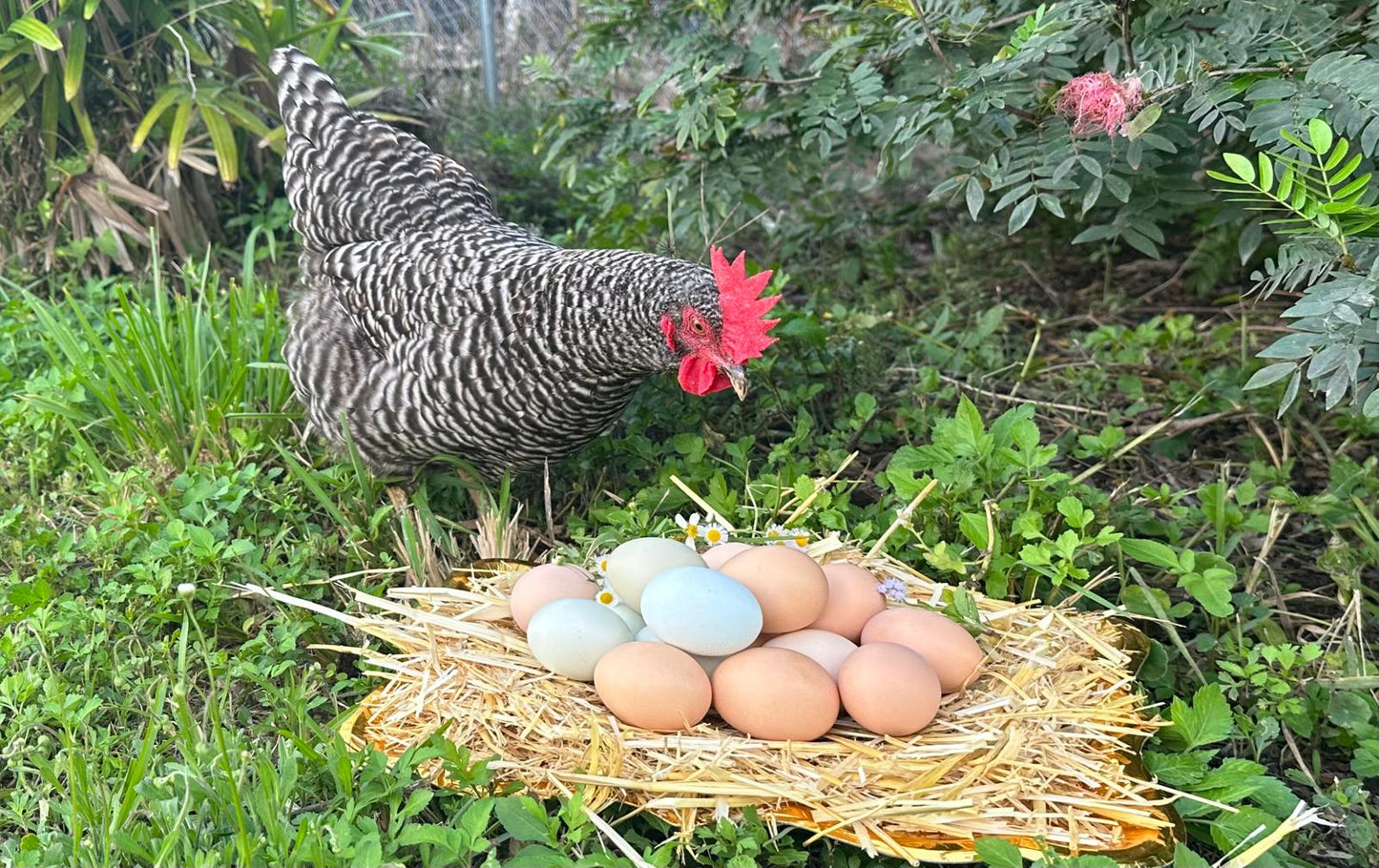 Organic Eggs